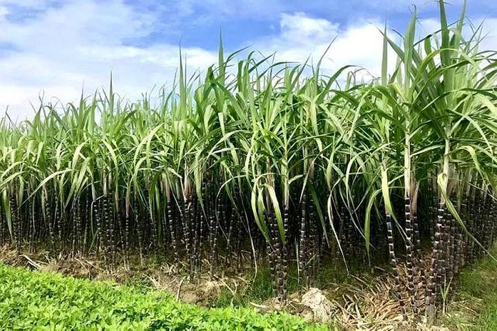 sugar cane plantation